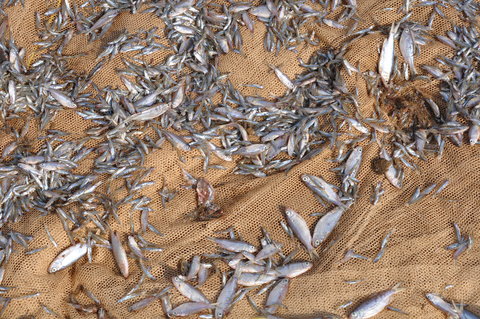 Close up of a typical catch.  Note the mesh size of the net