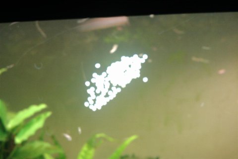 S barbatus eggs