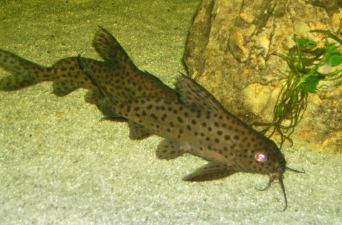 syno7.jpg