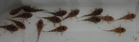 all damaged pectoral fins