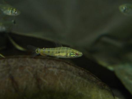 A type of headstander like characin