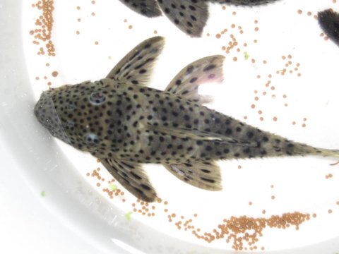 Fish nr 2, I think she is gravid!