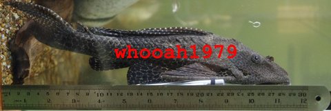 whooah1979 - 35cm SAILFIN GIBBY PLECO PTERYGOPLICHTHYS GIBBICEPS - misc.JPG