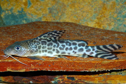 Synodontis pardalis.jpg