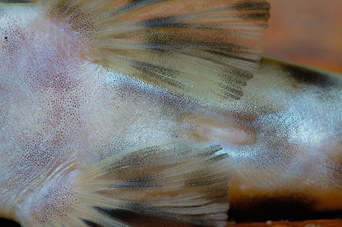 Synodontis pardalis Genital Papillae.jpg