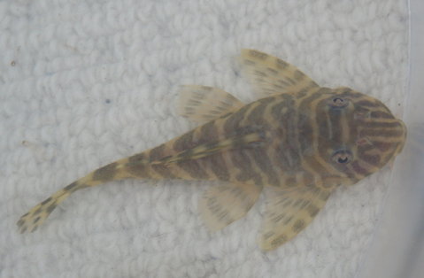 Female?