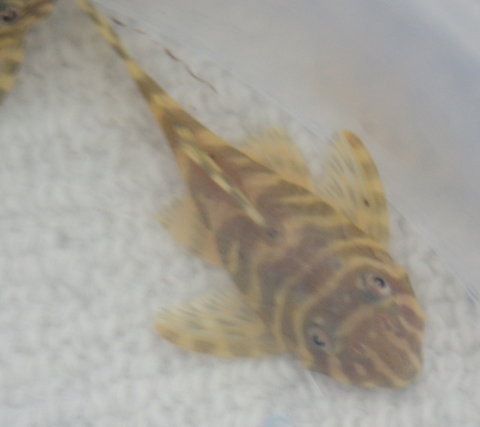 Female?