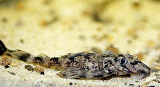 Dekeyseria brachyura.jpg