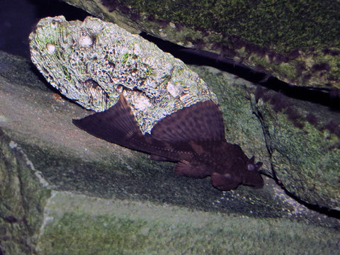 Rhino_Pleco.jpg