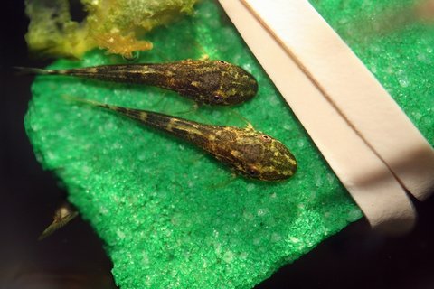 L092march20a.jpg
