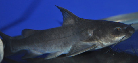 Rita sp. 5.JPG