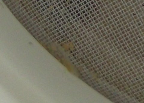 fry at two days post-hatch