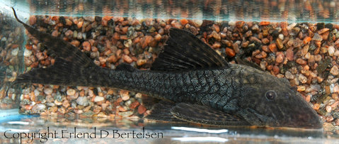 Panaqolus nocturnus