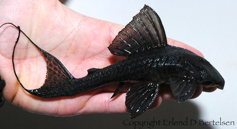 Panaqolus nocturnus
