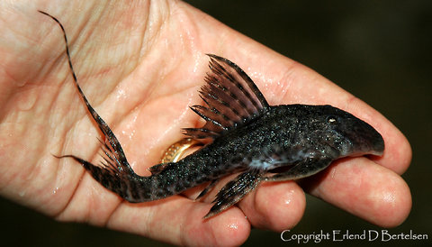 Panaqolus sp. L-351