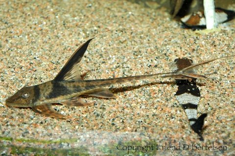 Lamontichthys sp. Colombia