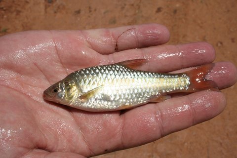 Uganda2011 263.JPG