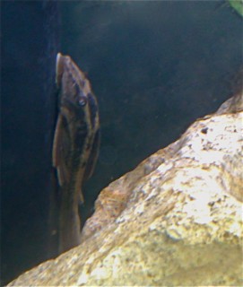 plec1.jpg