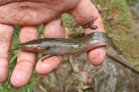 Clarias alluaudi