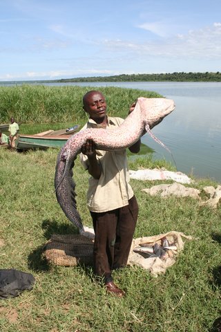 African Lungfish