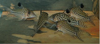 DSC_9952.JPGc s s.jpg
