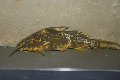 Synodontis afrofischeri