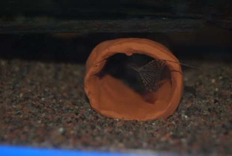 Hemiloricaria eigenmanni male with eggs 2.JPG