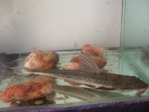 loricariichthysanus1.jpg