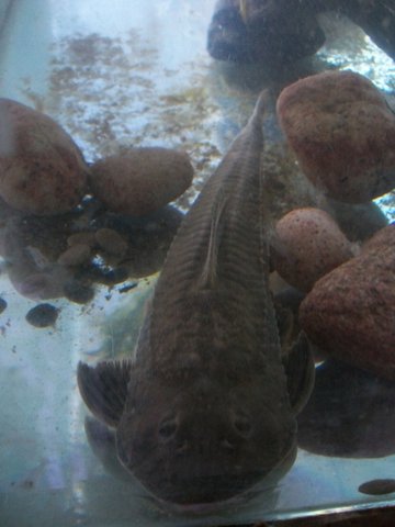 loricariichthysanus6.jpg