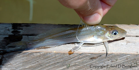 Pimelodus blochii?