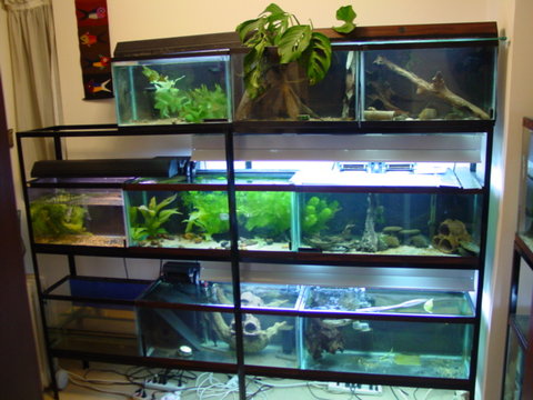fishroom1.jpg