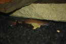 Maurena's teen pleco1.jpg