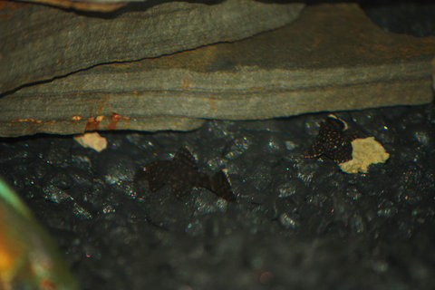 Maurena's teen pleco2.1.jpg