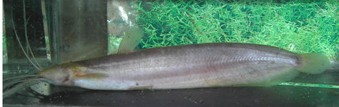 Heteropneustes fossilis no eyes.jpg