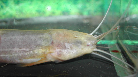 Heteropneustes fossilis head no eyes#001.jpg