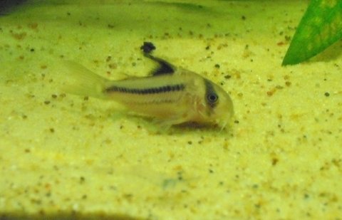 cparallelus.jpg