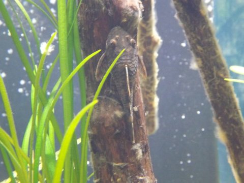 Ancistrus, lateral view.