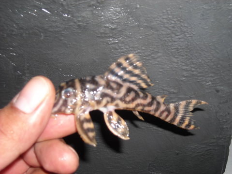 DSCN0550.JPG