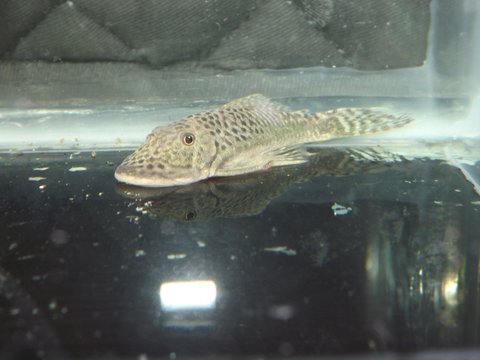 Chaetostoma_milesi.jpg