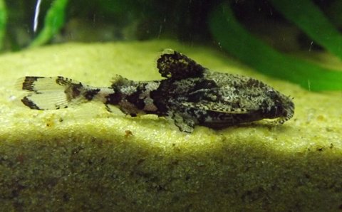 Erethistes_pusillus.jpg