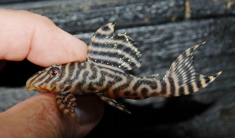 Pleco #1 (side) ID 10-10-11.jpg