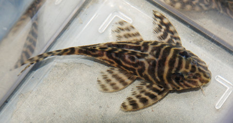 Pleco #1 ID 10-10-11.jpg