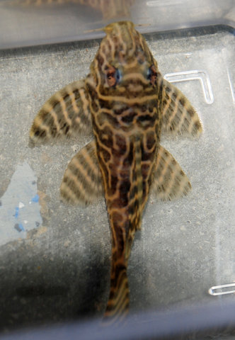 Pleco #2 ID 10-10-11.jpg