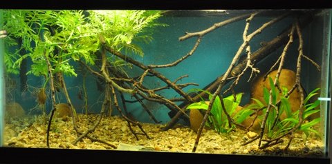 Little 15 gallon Otocinclus set up