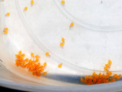 Ancistrus_wrigglers_2.jpg
