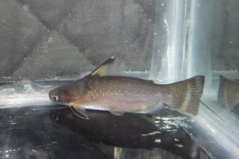 Fish 1, Image 1 of 2