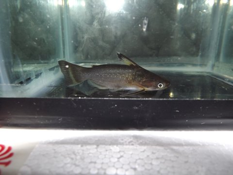 Fish 1, Image 2 of 2
