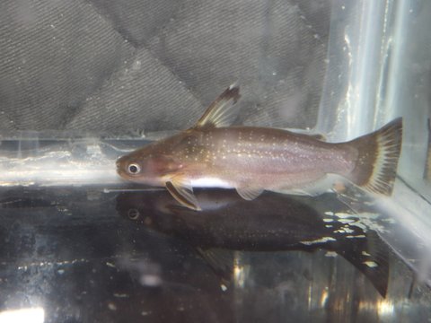 Fish 2, Image 1 of 2