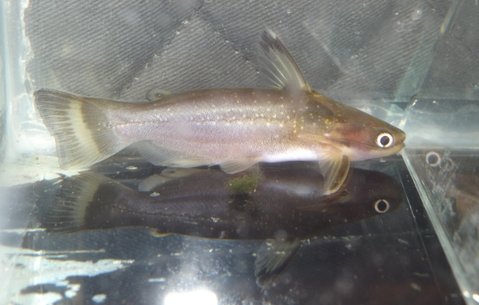 Fish 2, Image 2 of 2