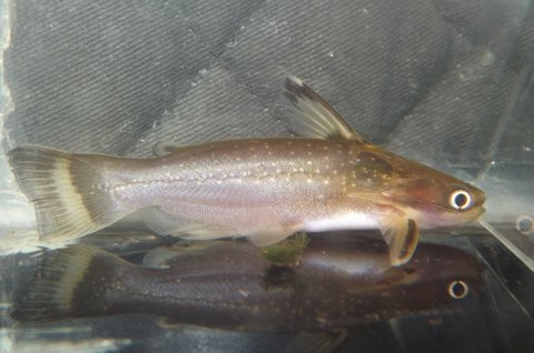 Fish 3, Image 1 of 2